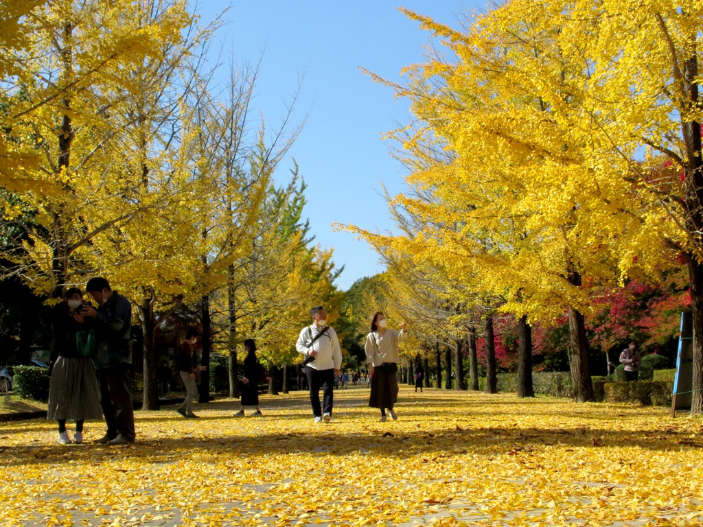 イチョウ並木紅葉情報　11月4日（金）現在