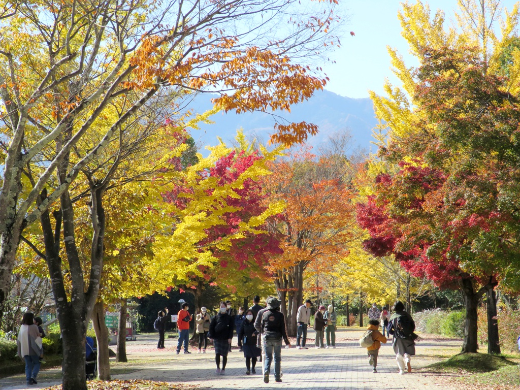 イチョウ並木紅葉情報　11月6日（日）現在