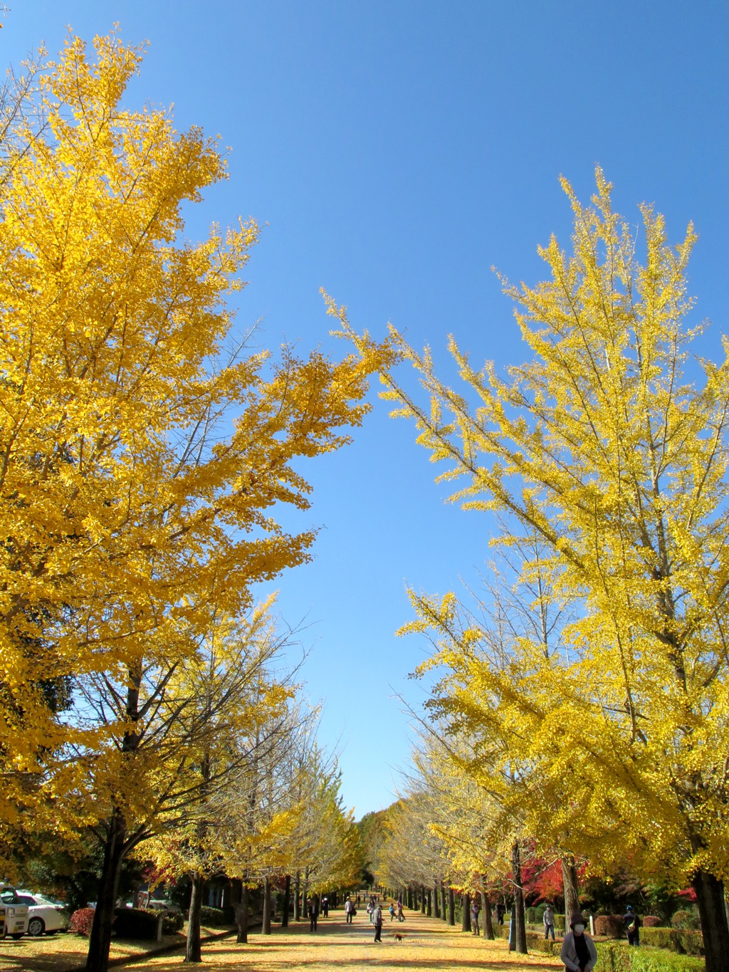 イチョウ並木紅葉情報　11月8日（火）現在