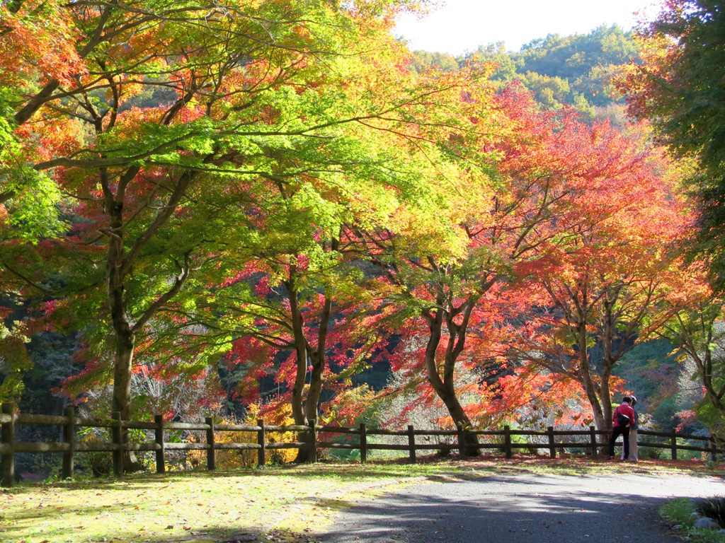 モミジ紅葉情報　11月８日（火）現在 色づきが進みました