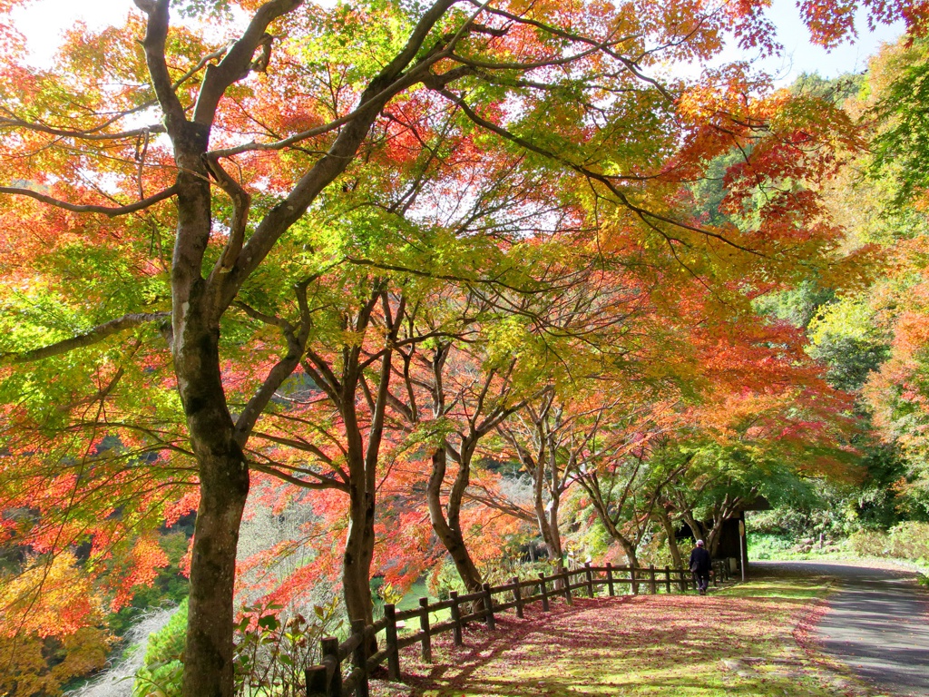 モミジ紅葉情報　11月10（木）現在 見頃になってきた