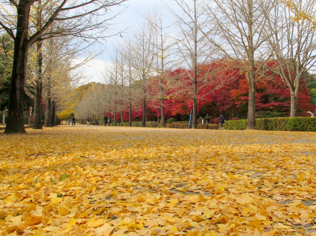 イチョウ並木紅葉情報　11月13日（日）現在