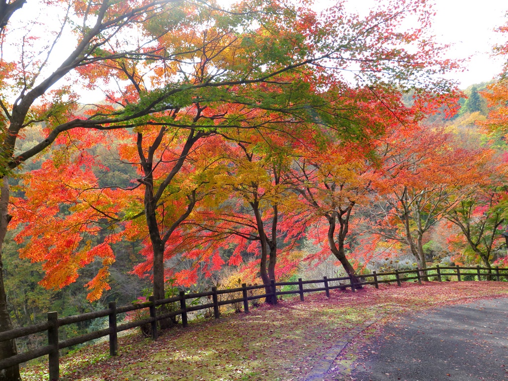 モミジ紅葉情報　11月13（日）現在 見頃になりました