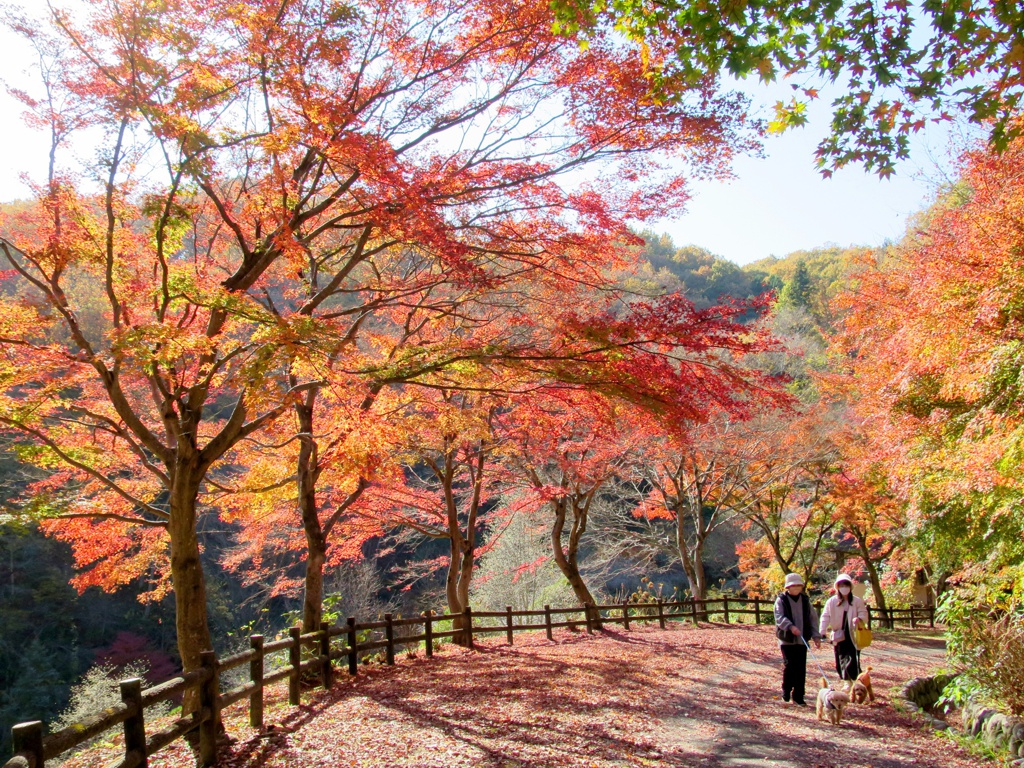 モミジ紅葉情報　11月19（土）現在 見頃です