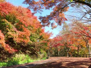 11月19日 せせらぎ広場