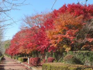 11月19日 パルテノン横