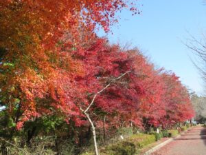 11月19日 パルテノン横