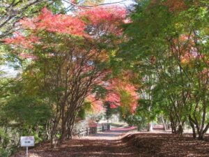 11月22日 芝生広場