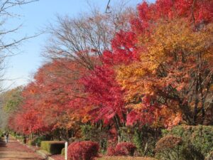 11月22日 パルテノン横