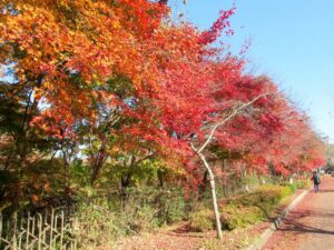 11月22日 パルテノン横