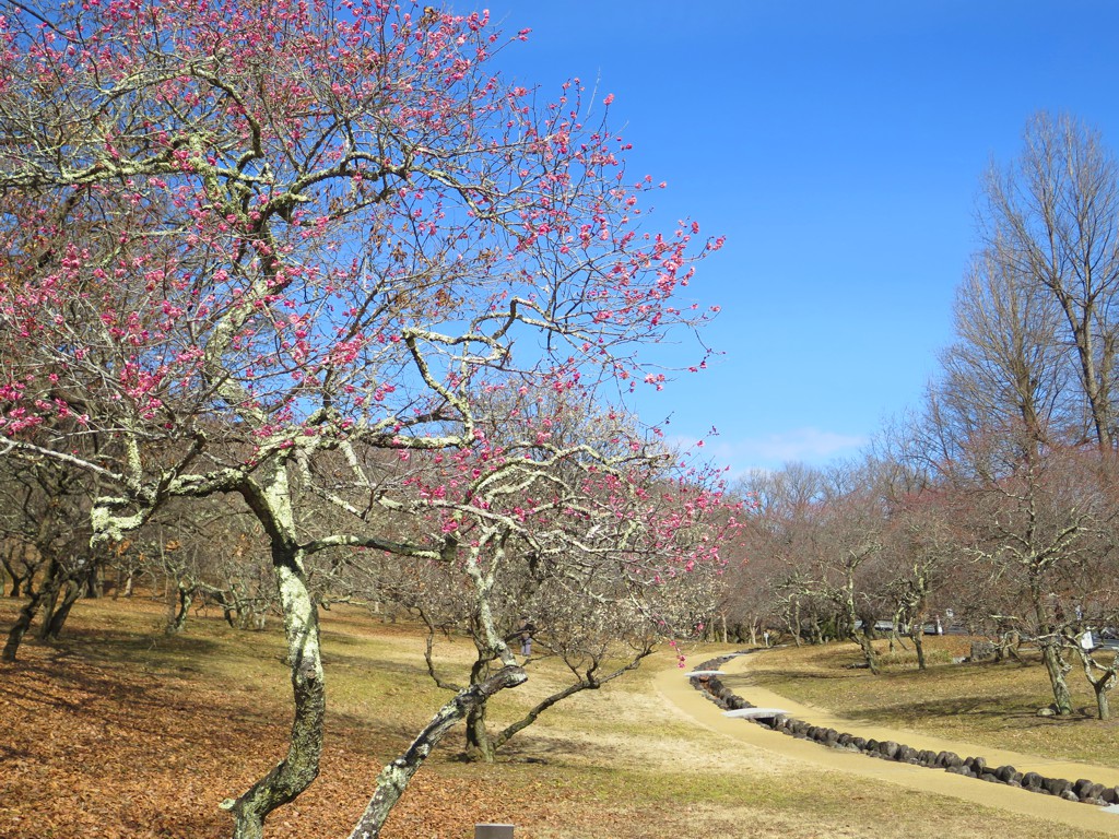 梅園　開花情報　２月１５日（晴）