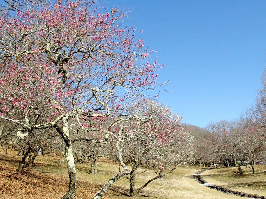 梅園　開花情報　２月２０日（晴）