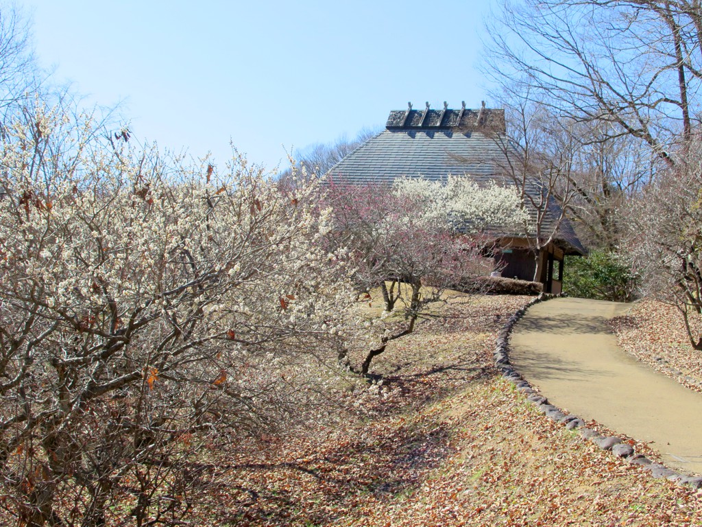 梅園　開花情報　２月２７日（晴れ）