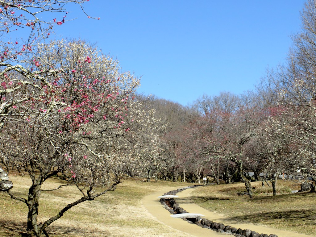 梅園　開花情報　３月２日（晴れ）