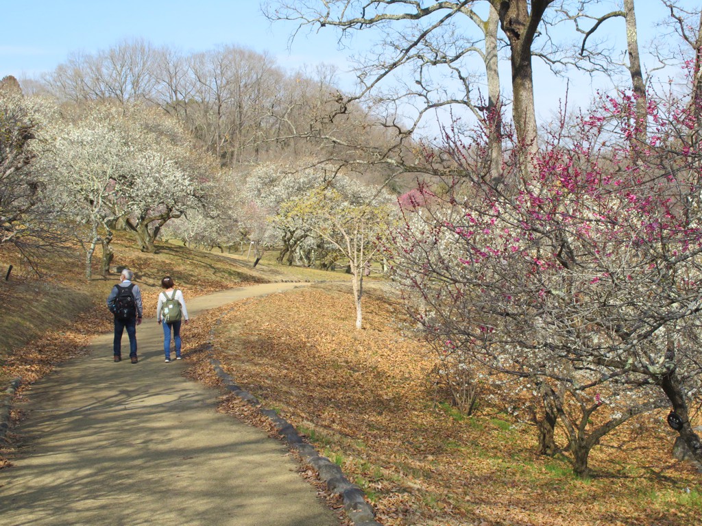 梅園　開花情報　３月５日（晴れ）