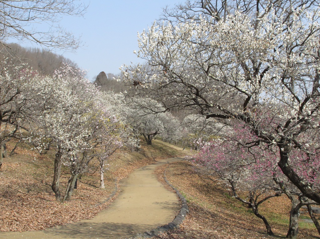 梅園　開花情報　３月９日（晴れ）