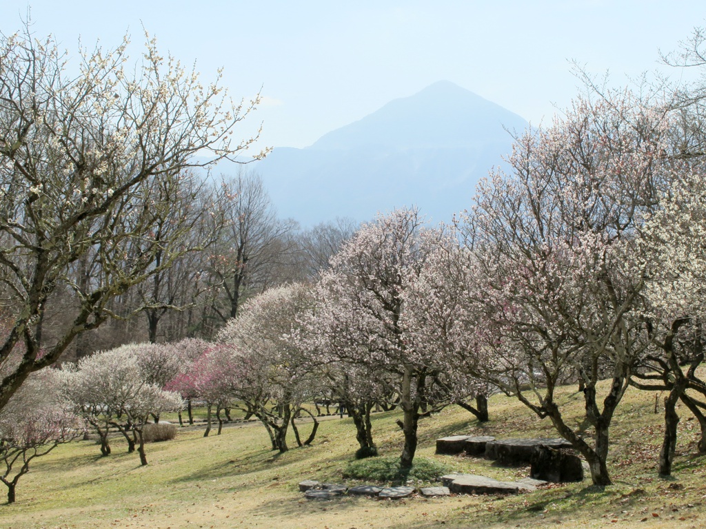 梅園　開花情報　３月１６日（晴れ）