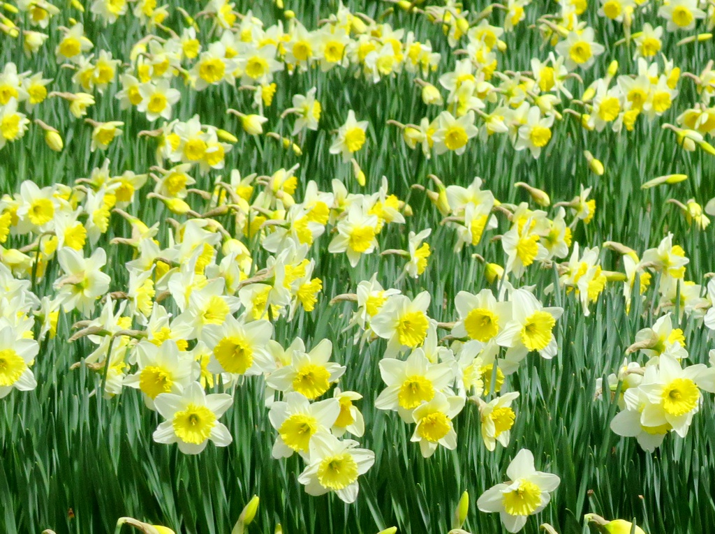 スイセンの開花状況　３月２１日（晴）