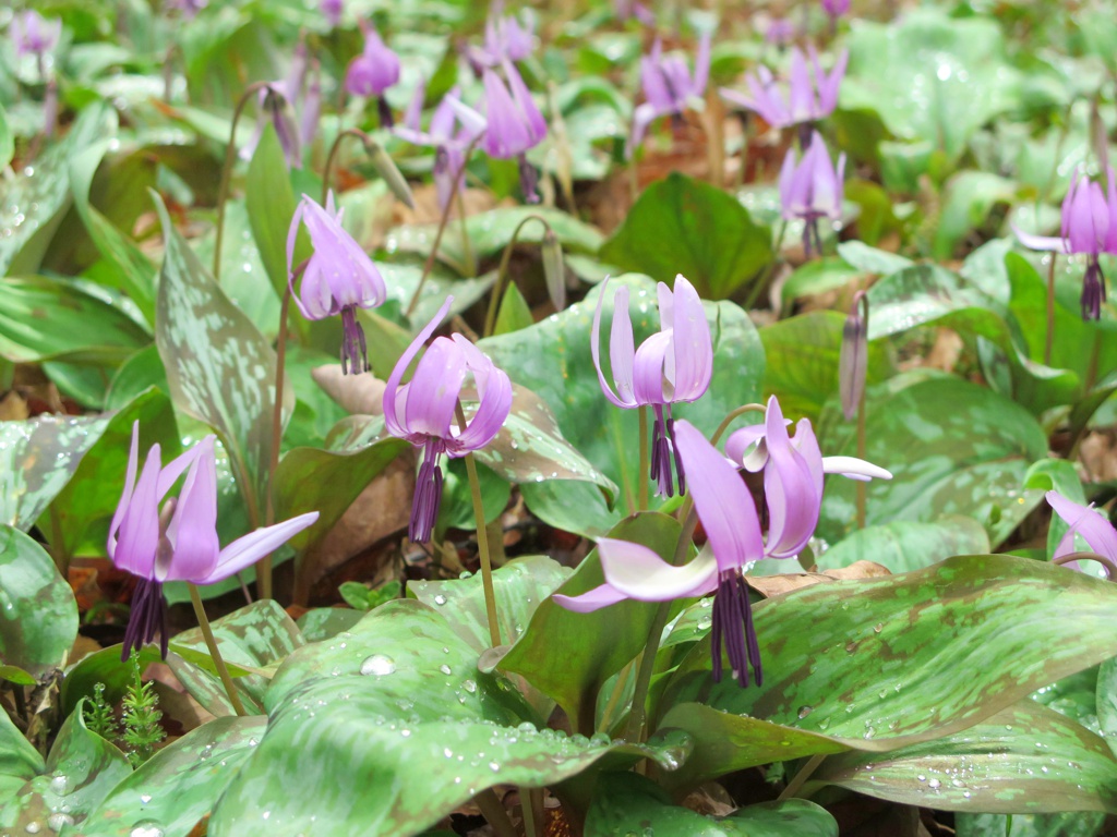 カタクリの開花状況　３月２４日（曇り）満開