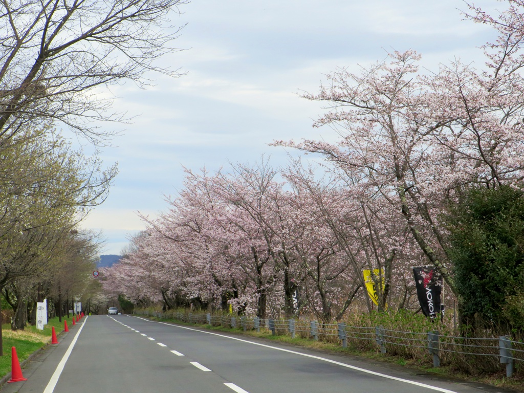 桜の開花状況　３月２４日（曇り）見頃