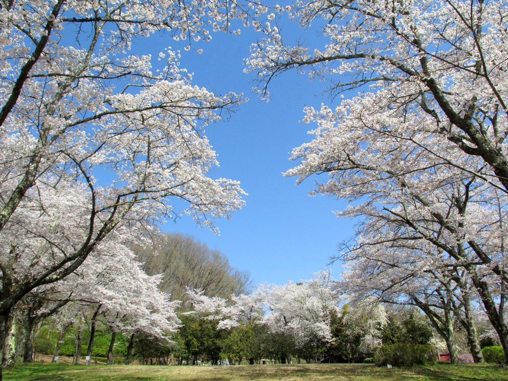 桜の開花状況　３月２９日（晴）満開