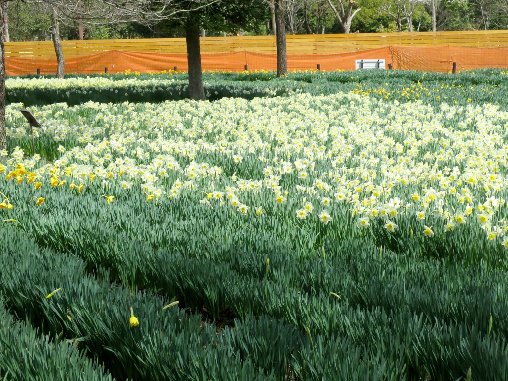 スイセンの開花状況　３月２９日（晴）