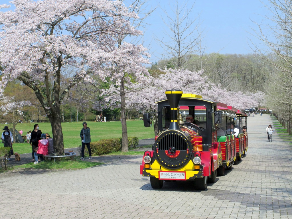 桜の開花状況　４月１日（晴）ピークを過ぎてきました。