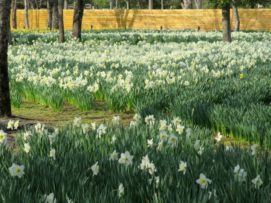 スイセンの開花状況　４月１日（晴）