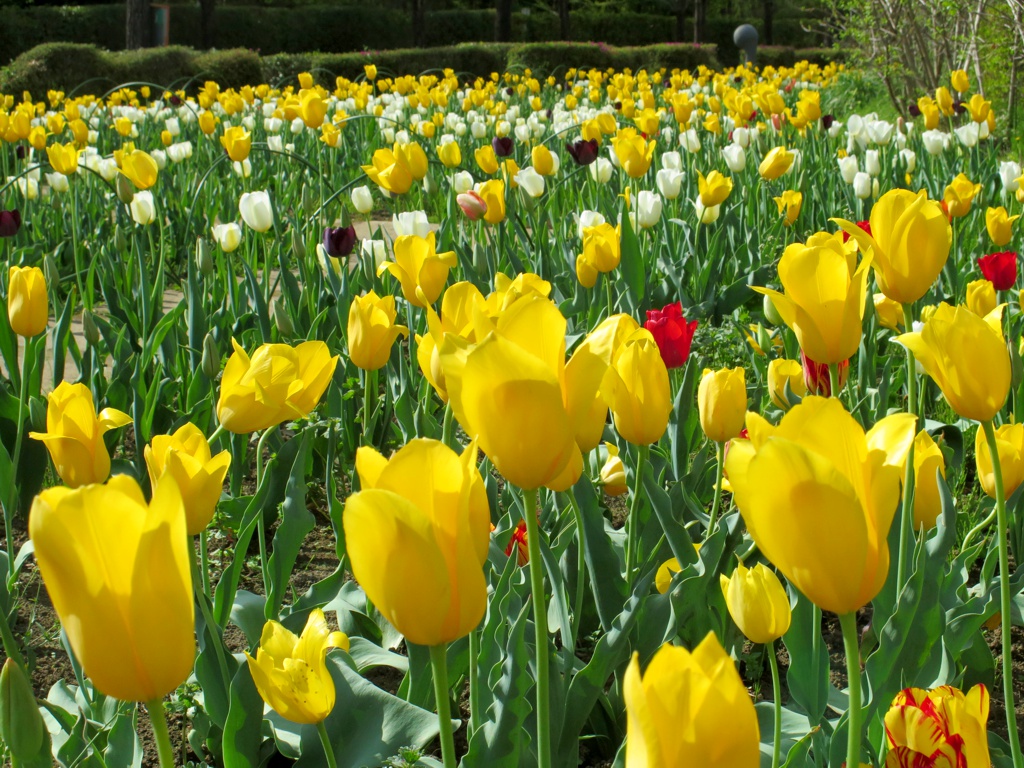 チューリップ開花状況 ４月１２日　満開