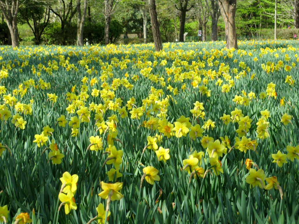 スイセンの開花状況　４月１２日（晴）終盤