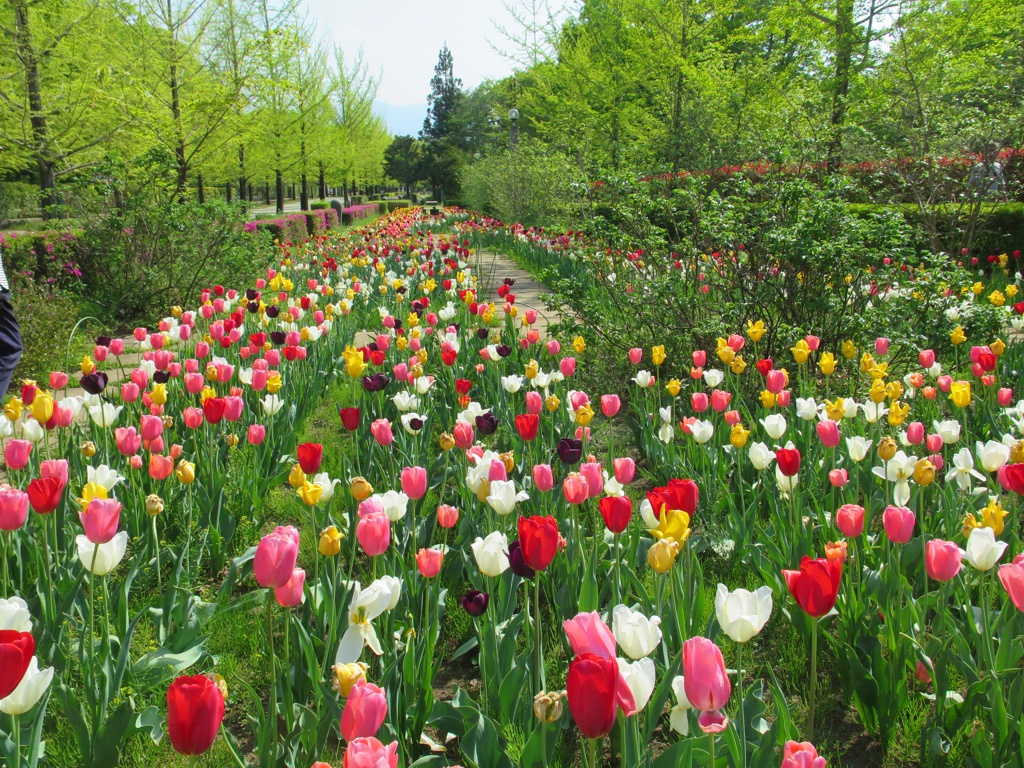 チューリップ開花状況 ４月２０日　見頃