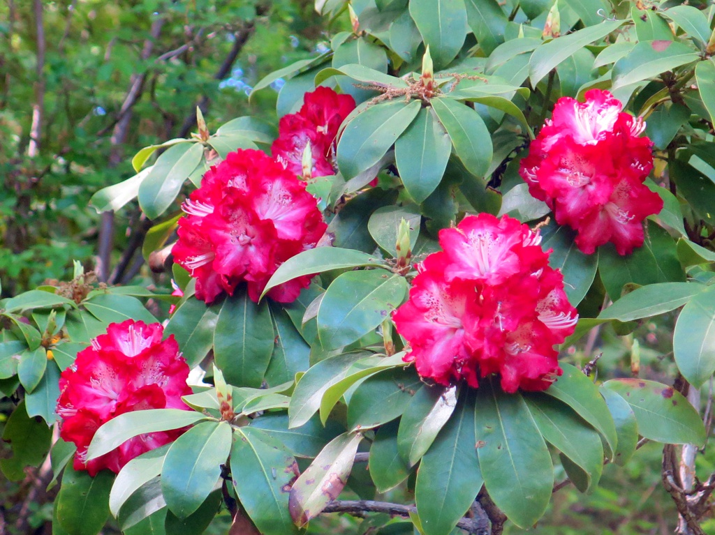 シャクナゲの開花状況　４月２２日（咲き始め）