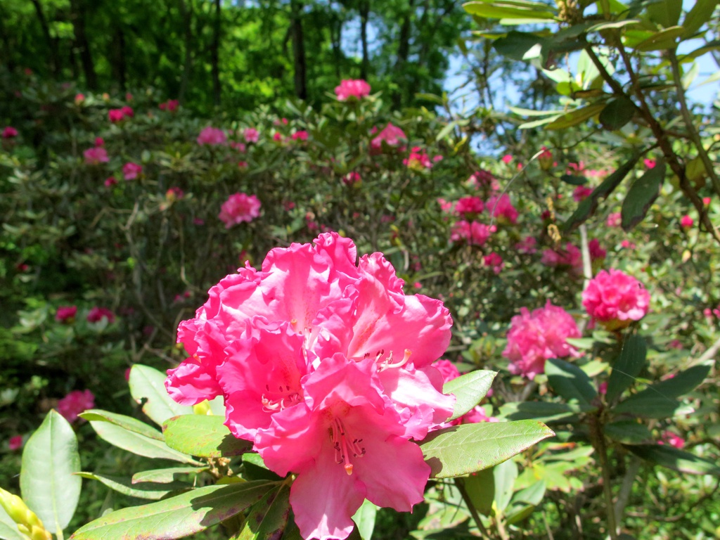 シャクナゲの開花状況　４月２８日（見頃５分咲）