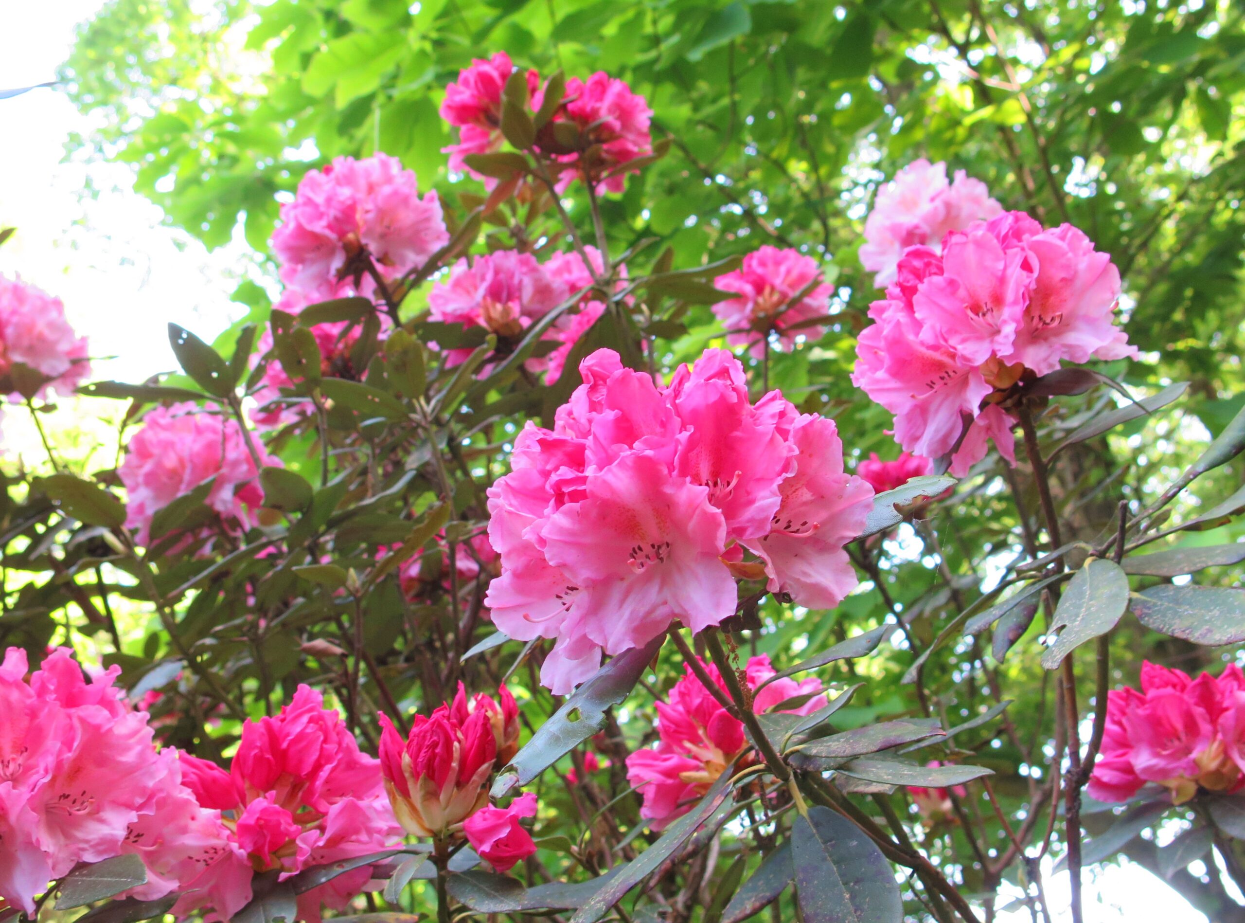 シャクナゲの開花状況　５月２日（満開）