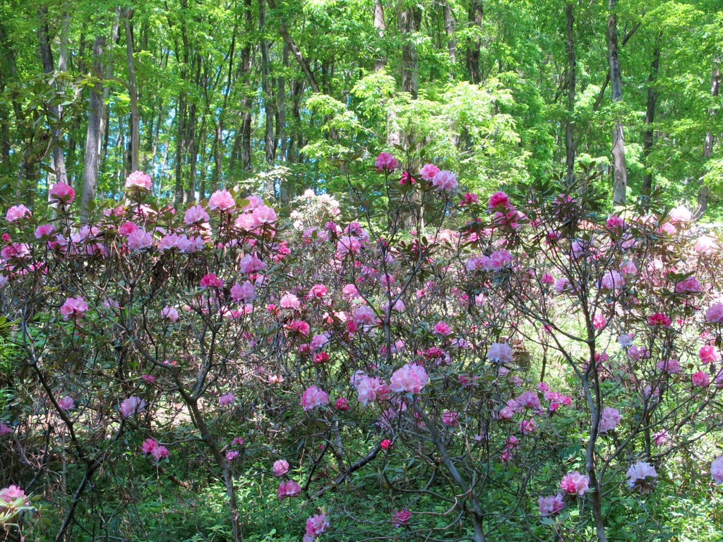 シャクナゲの開花状況　５月４日（満開）