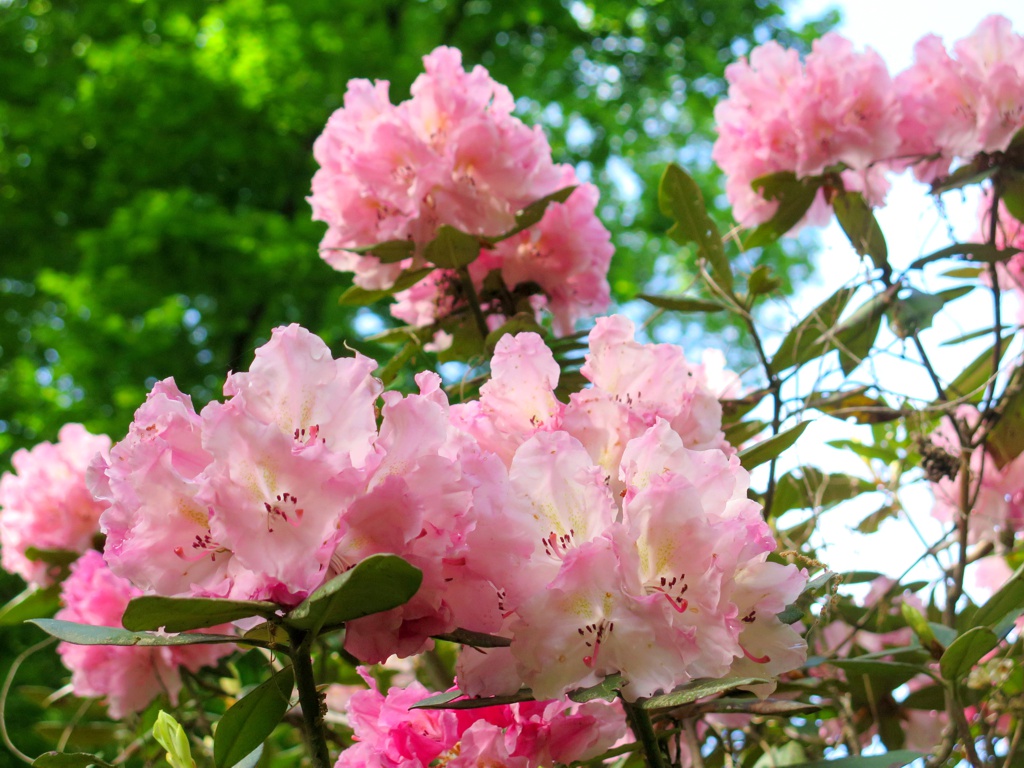 シャクナゲの開花状況　５月８日（ピーク過ぎ）