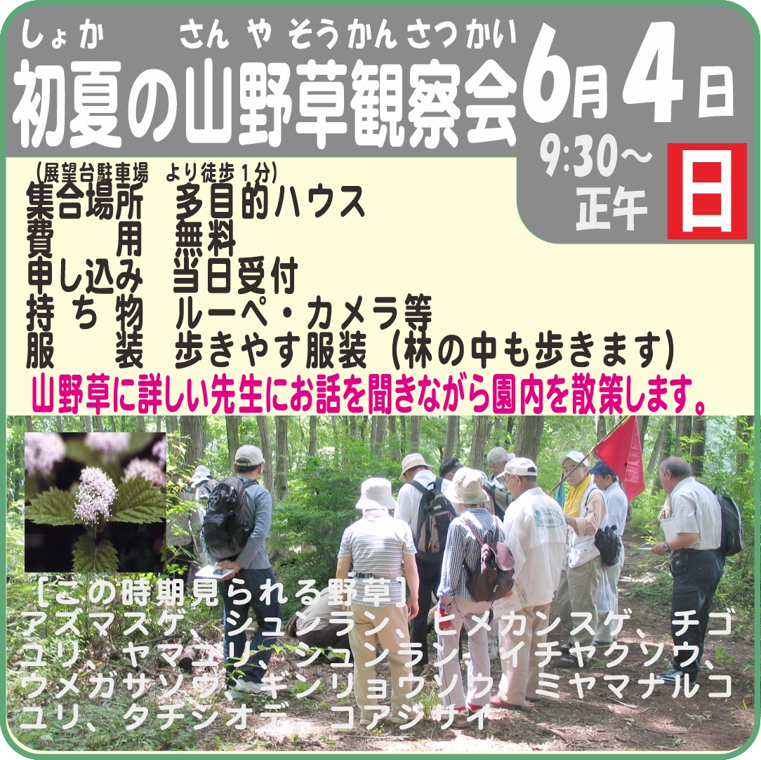 初夏の山野草観察会