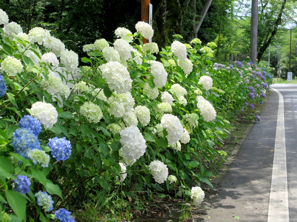 アジサイ開花情報　6月13日　咲き始め