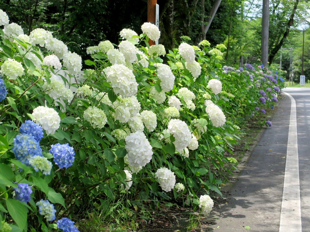 アジサイ開花情報　6月13日　咲き始め
