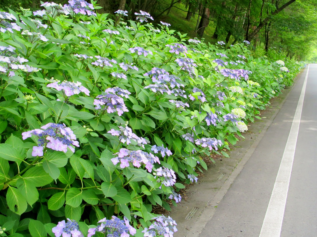 アジサイ開花情報　6月18日　３分