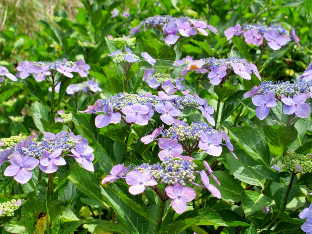 アジサイ開花情報　6月21日　見頃