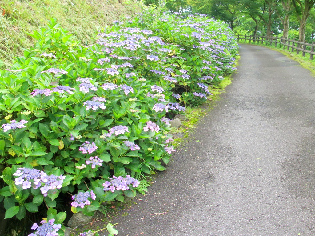 アジサイ開花情報　6月27日　見頃