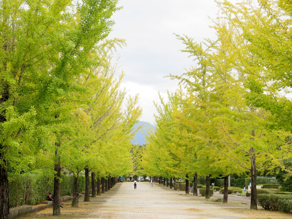 イチョウ並木紅葉情報　10月3日（日）現在