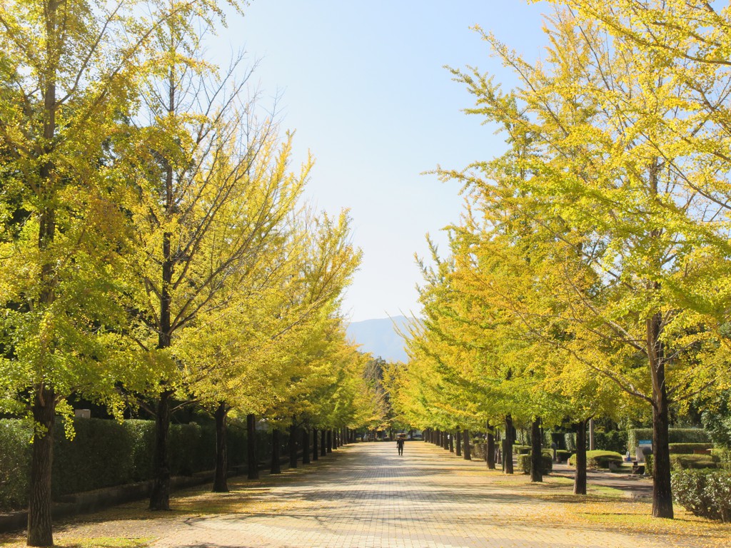 イチョウ並木紅葉情報　10月13日（金）現在