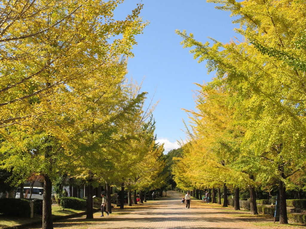 イチョウ並木紅葉情報　10月16日（火）現在
