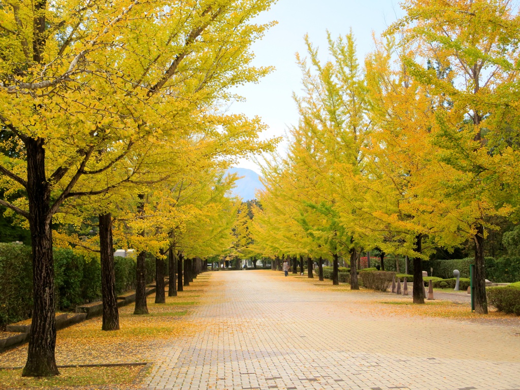 イチョウ並木紅葉情報　10月20日（金）現在