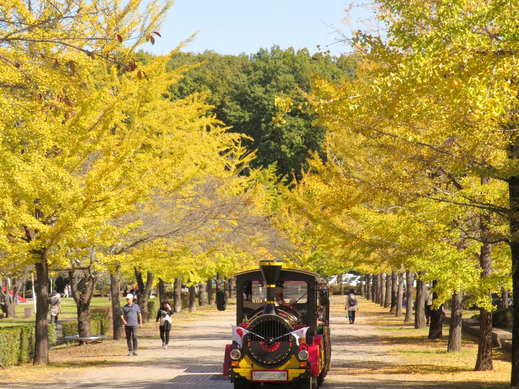 イチョウ並木紅葉情報　10月26日（木）現在