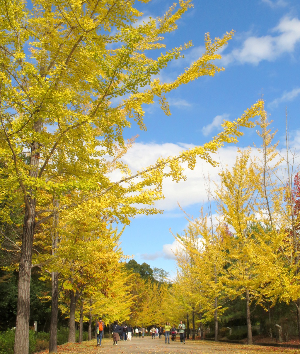イチョウ並木紅葉情報　10月29日（日）現在