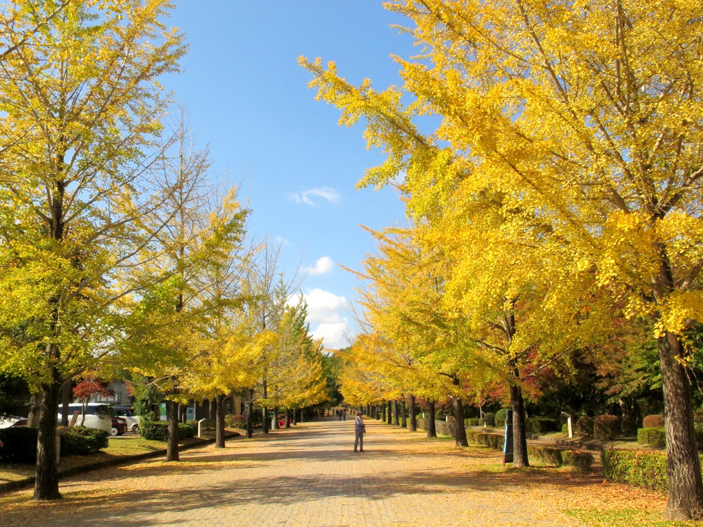 イチョウ並木紅葉情報　10月31日（日）現在