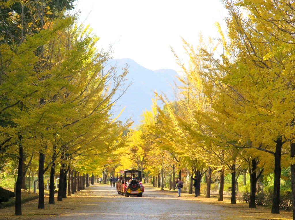 イチョウ並木紅葉情報　11月6日（月）現在
